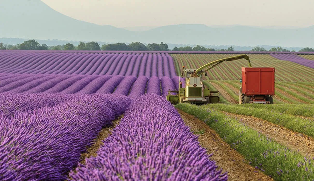European fragrance factories
